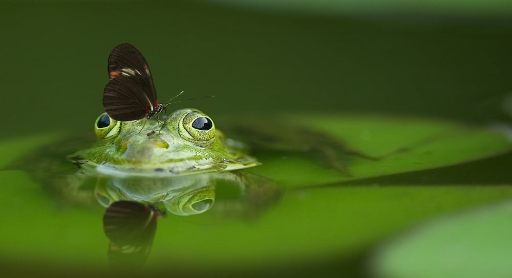How Many Frogs Do I Have to Kiss To Find the Right Software Consulting Firm?